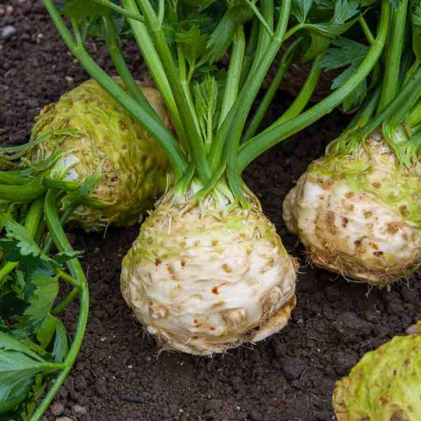 Potagères - Céleri-Rave Monarch - face recto